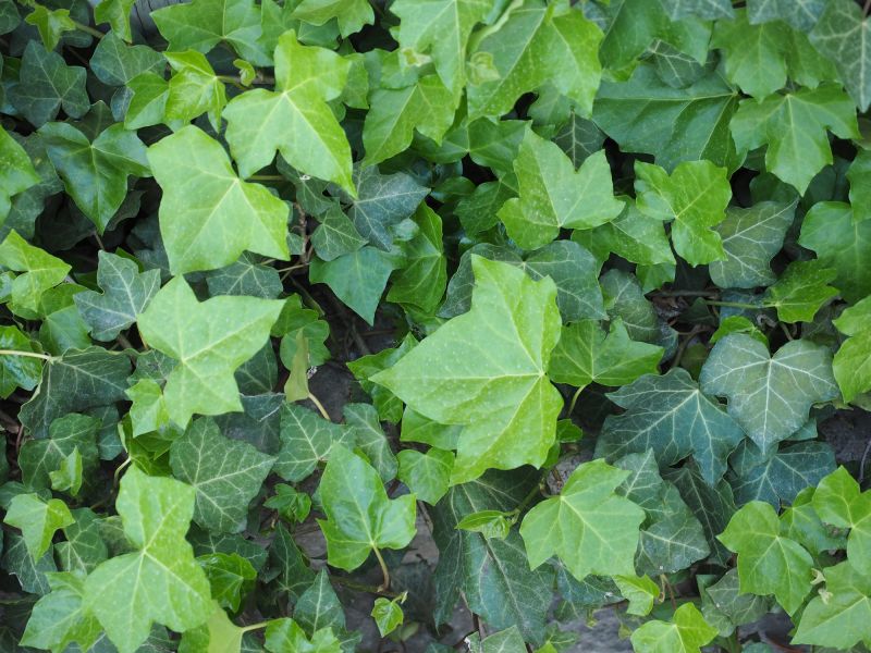 Ivy Trimming Service