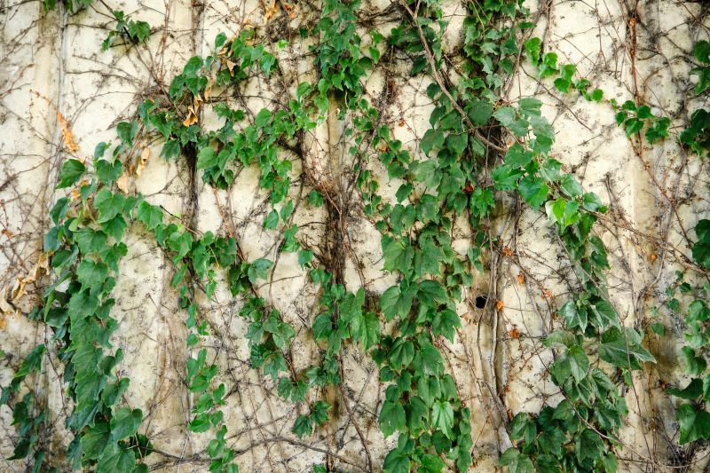 Ivy Trimming Service