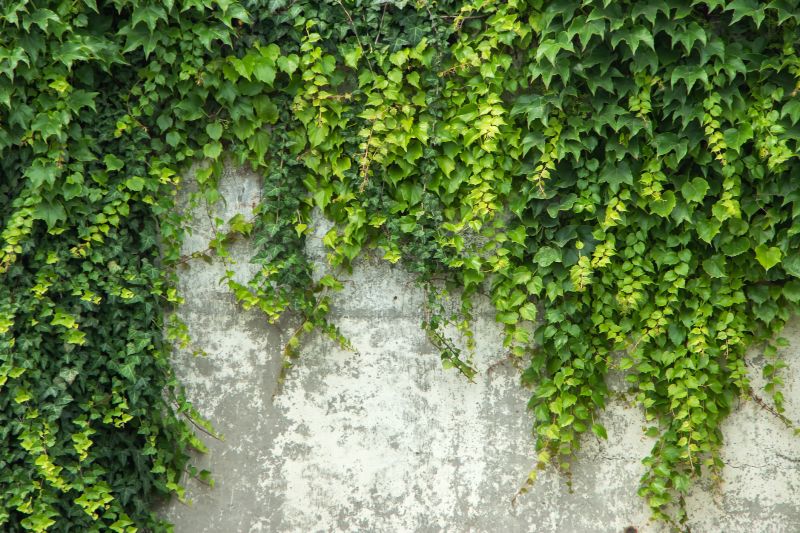 Ivy Trimming Service