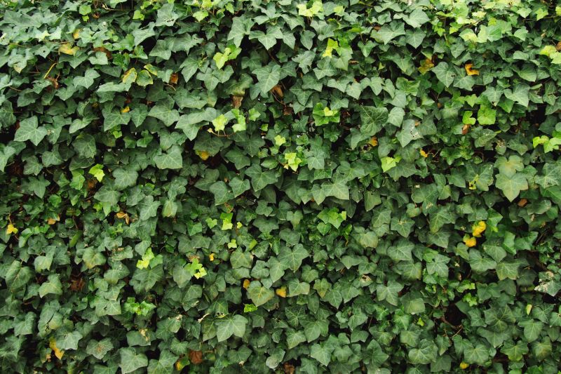 Healthy Ivy Maintenance