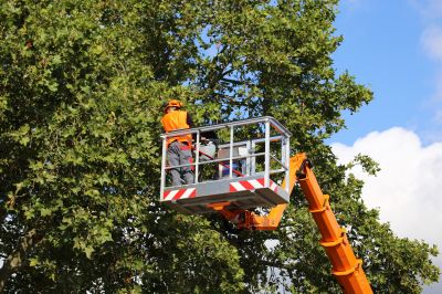 Experienced Tree Care Specialists