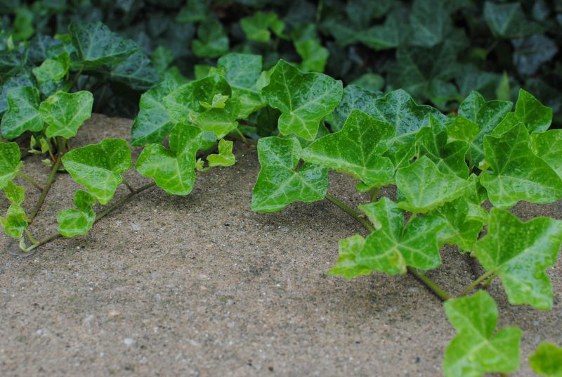 Customized Ivy Care Solutions